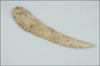 Outil inuit (pana) 