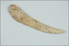 Inuit Tool (Pana)